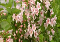 家庭养犬怎样选择合适的犬品种