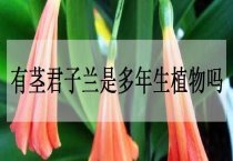 油菜缺硼的症状和补硼的方法