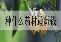 蘑菇生理性病害的防治