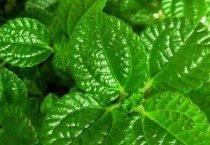 养兔防病的误区