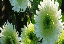 蟾蜍人工养殖及取酥采衣技术