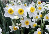 七月葡萄管理（病虫害怎么防治）