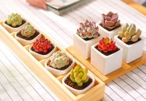 如何做好油菜病虫害的防治工作