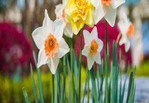 怎样预防辣椒卷叶病