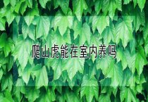 爬山虎能在室内养吗？