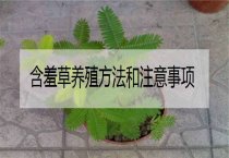 含羞草养殖方法和注意事项