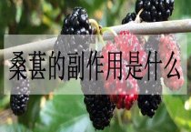 怎么样种植茯苓