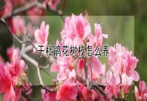 请问干杜鹃花树枝怎么养