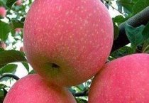 梅花养护防三害