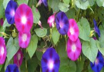 牡丹花石榴栽培技术 牡丹花石榴栽培技术