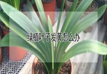 创新饲养方式 养兔效益倍增