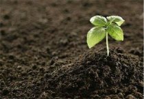 唐菖蒲子球在滇西北地区复壮栽培技术