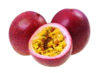 大棚温室云杉播种苗猝倒的综合防治