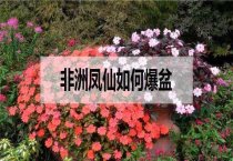 仙客来栽培月历