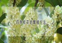 小龙虾如何喂养