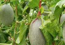 花色俏丽的豆瓣兰水晶草――翠玉梅