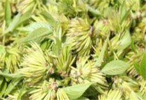 灵芝的仿野生菌袋栽培技术