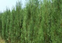 园林景观植物有哪些？