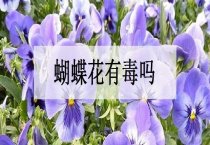 蝴蝶花有毒吗（可以养在室内吗？）