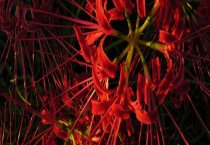 鹧鸪育雏期关键环节