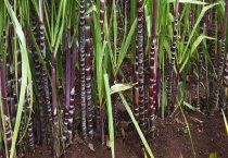 湖北省利川市（胜利出逃的“猪司令”）