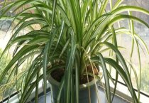 果树冬季刮皮好