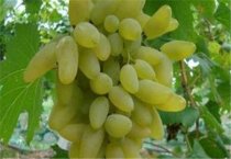 巴西培育出抗亚洲锈病真菌大豆品种