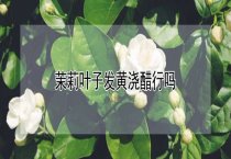 海参怎么吃 (海参的营养价值) 海参怎么吃 (海参的营养价值)