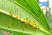 文竹黄化病病因及发病规律