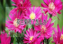 荷兰菊蔫了怎么办？