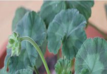 玫瑰花与食用菌的间作栽培技术