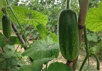 杂交油菜新品种陕油9号栽培技术