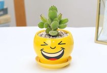 油菜新品种浙双6号