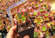 茯苓的种植和加工（2）