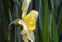 山楂果荼的加工技术