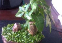 河南农民王学军（用猪粪种植菊花一亩年赚一万五）