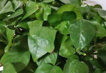 陈九洲（养殖长毛兔勇闯致富路）