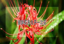请问彼岸花多久开一次花