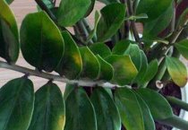 新疆裕民县农村“农业家政”开辟致富新路