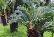 芦荟黑斑病的发生及防治