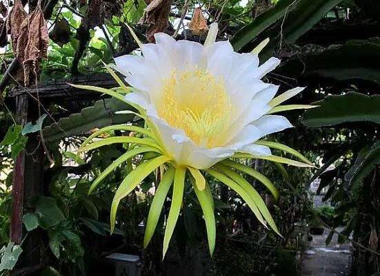 霸王花不能和什么同食 霸王花与什么相克(没有)