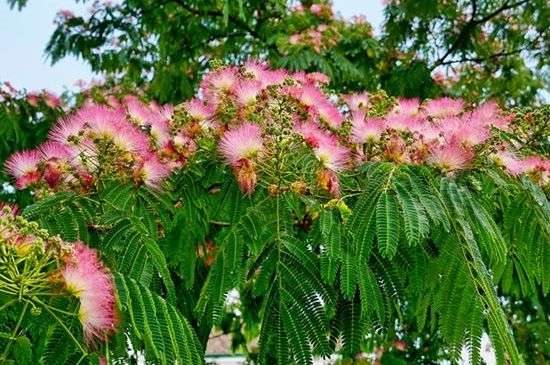 为什么芙蓉树叫鬼树