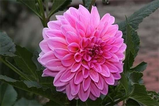 小丽花与大丽花的区别?