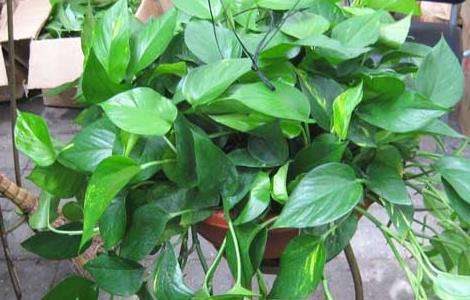 盆栽绿萝吊兰怎么养？