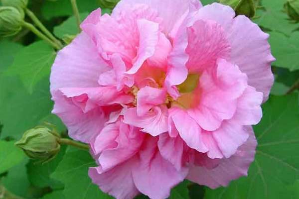 芙蓉花浇水多了咋办呀