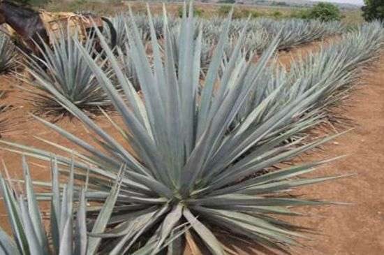 龙舌兰果实能吃吗？