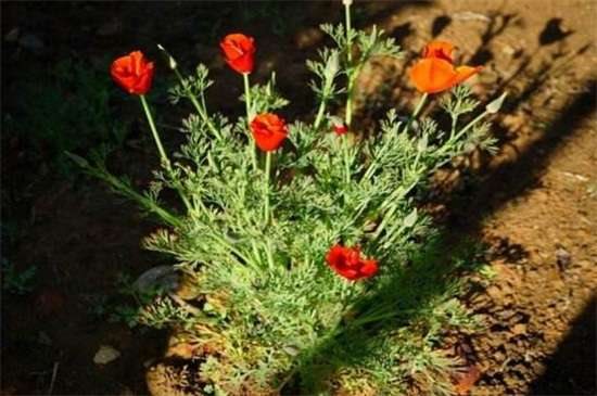 花菱草的养殖方法和注意事项 使土壤微湿光照养护