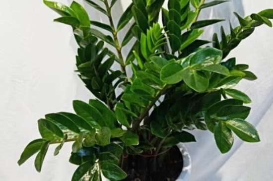 喜阴的室内大型植物花卉有哪些？