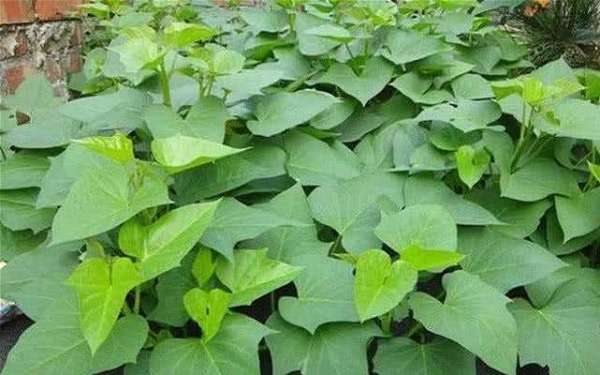 怎样修剪红薯藤 修剪后对植株有什么影响