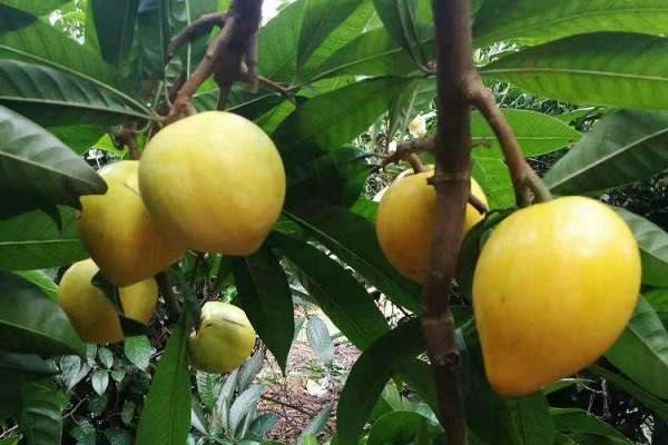 蛋黄果怎么吃 正确食用方法有哪些？